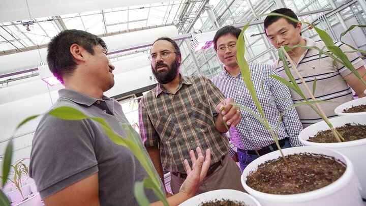 Harkamal Walia (second from left) discusses an experimental plan for the grant at the high-throughput phenotyping facility at the Greenhouse Innovation Center on Nebraska Innovation Campus. From left is Toshihiro Obata, Hongfeng Yu and Qi Zhang. Not pictured are researchers Chi Zhang and Gota Morota. (Craig Chandler - University Communication)